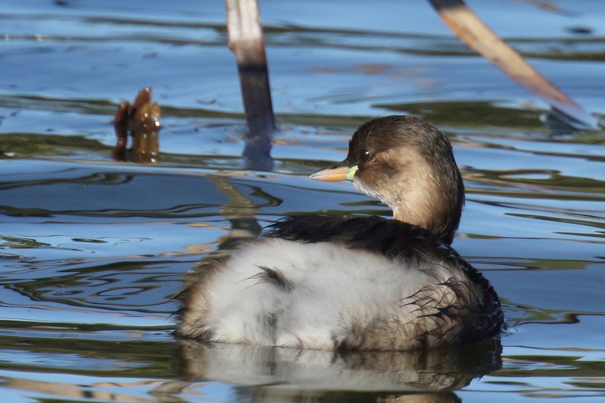 Little Grebe - ML647141454