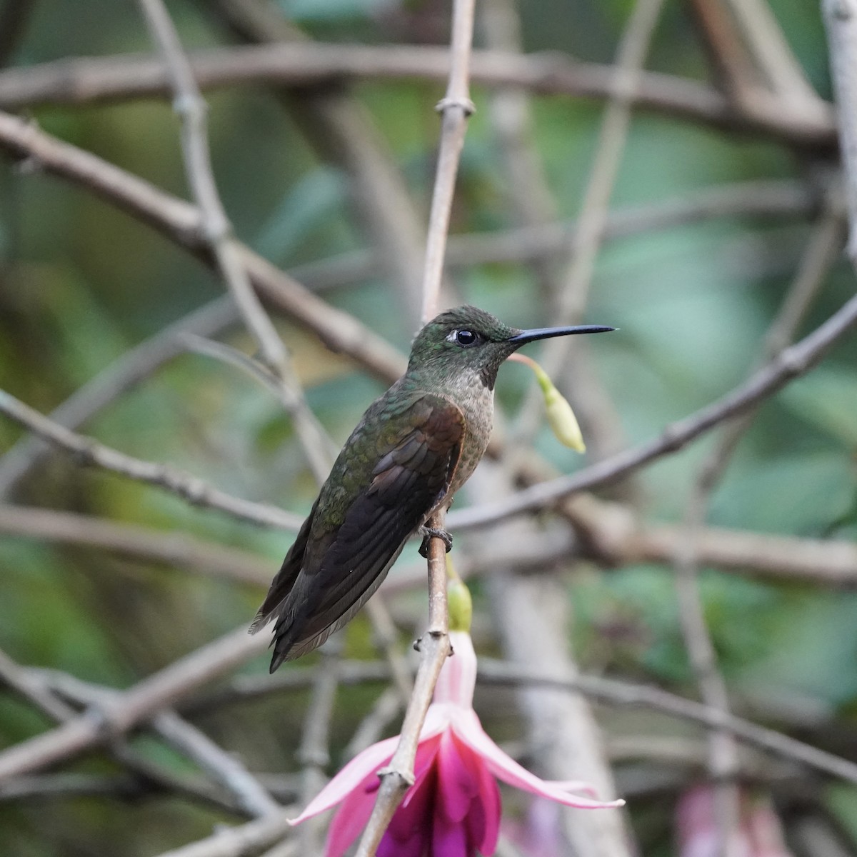 Fawn-breasted Brilliant - ML647141472