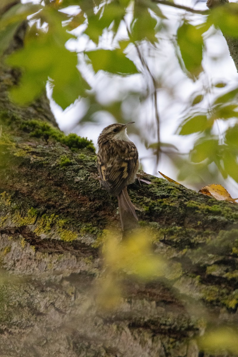 Short-toed Treecreeper - ML647141474