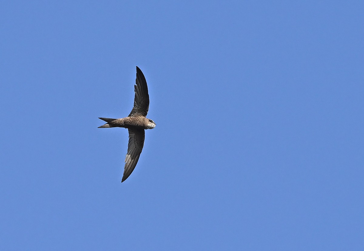 Forbes-Watson's Swift - ML647141481