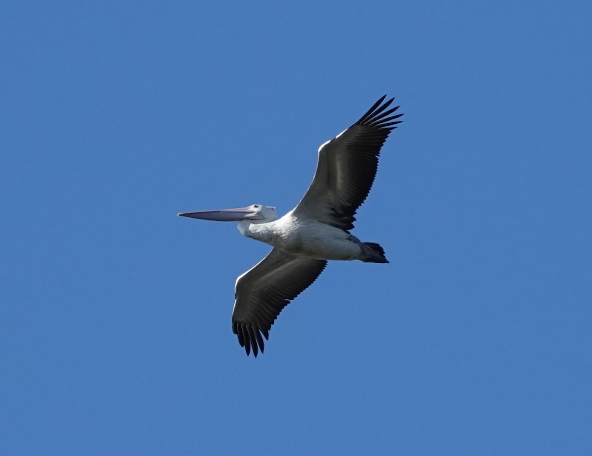 Australian Pelican - ML647141484