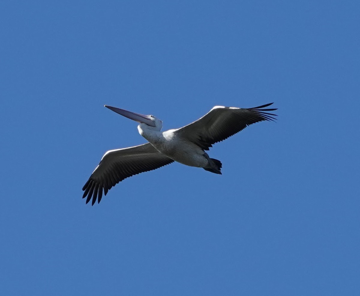 Australian Pelican - ML647141485