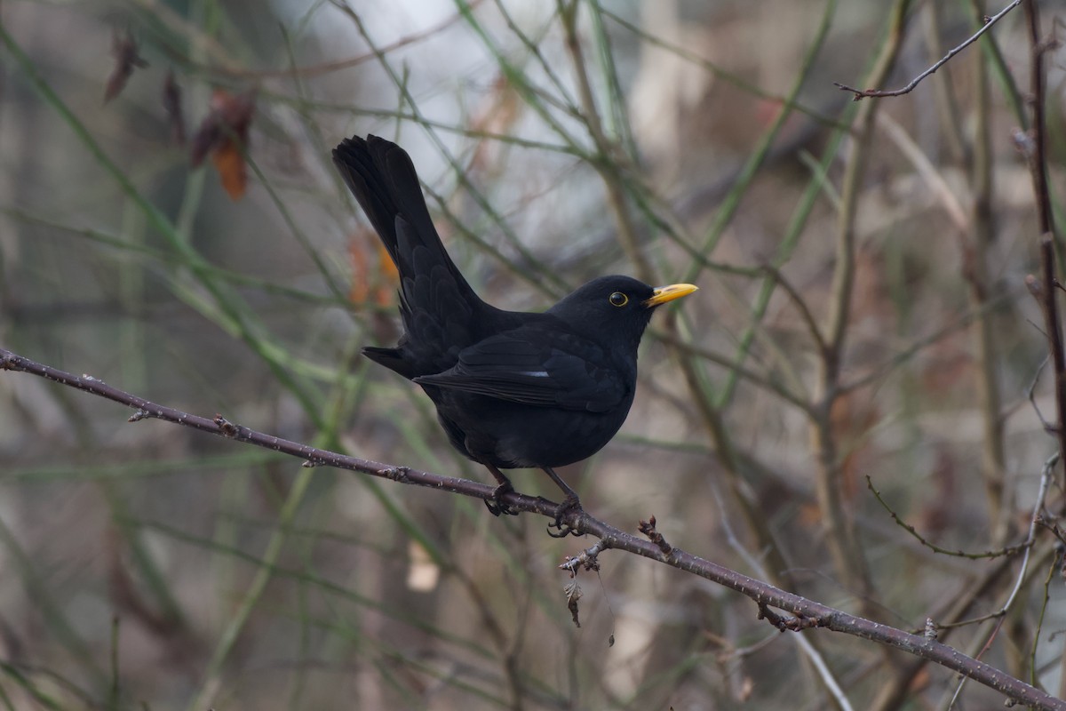 Eurasian Blackbird - ML647141499