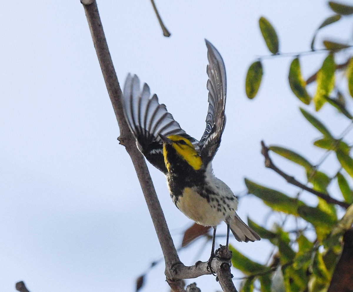 Black-throated Green Warbler - ML647141523