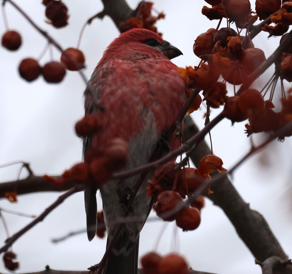 Hakengimpel - ML647141524