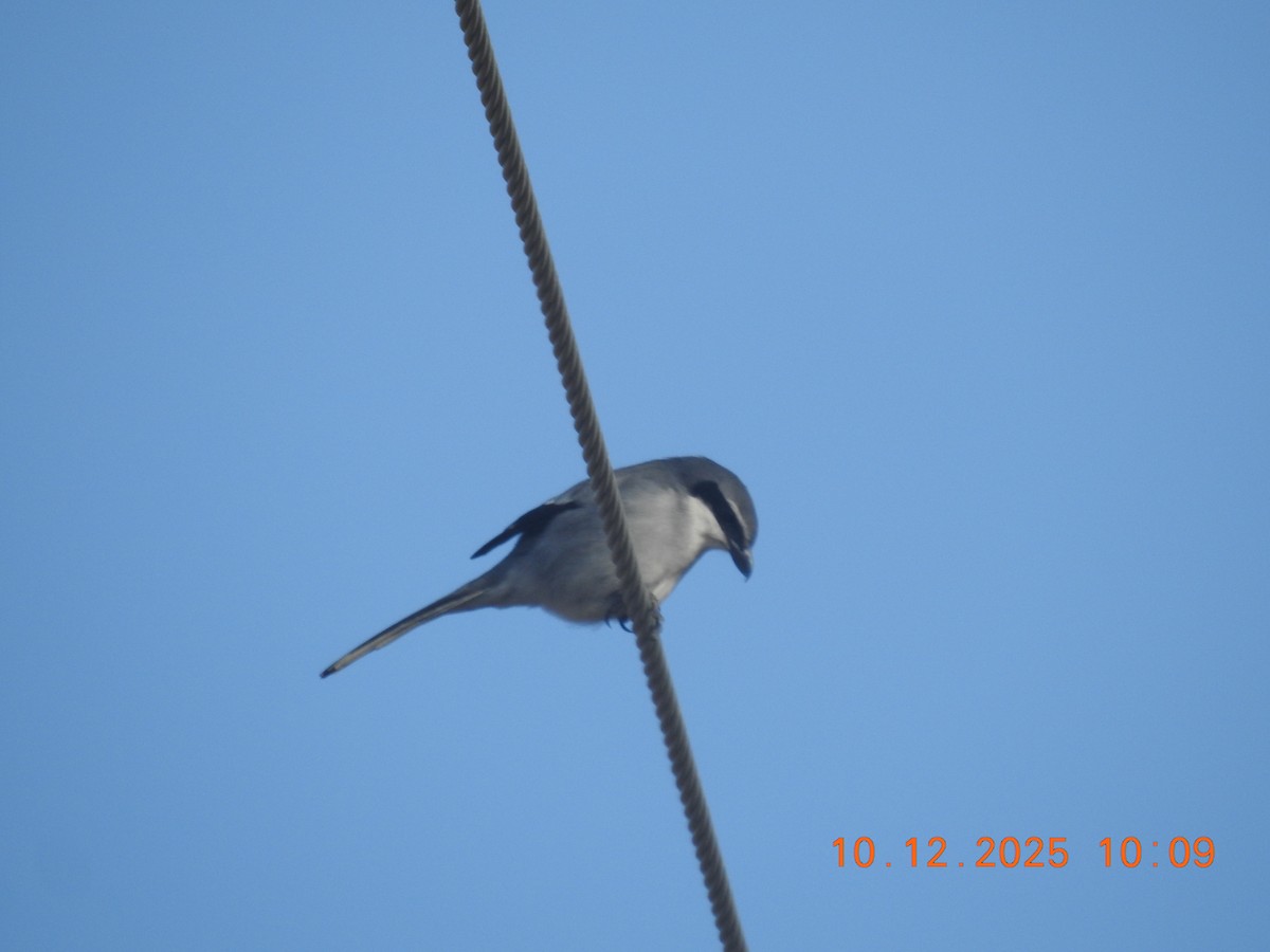 Great Gray Shrike - ML647141525