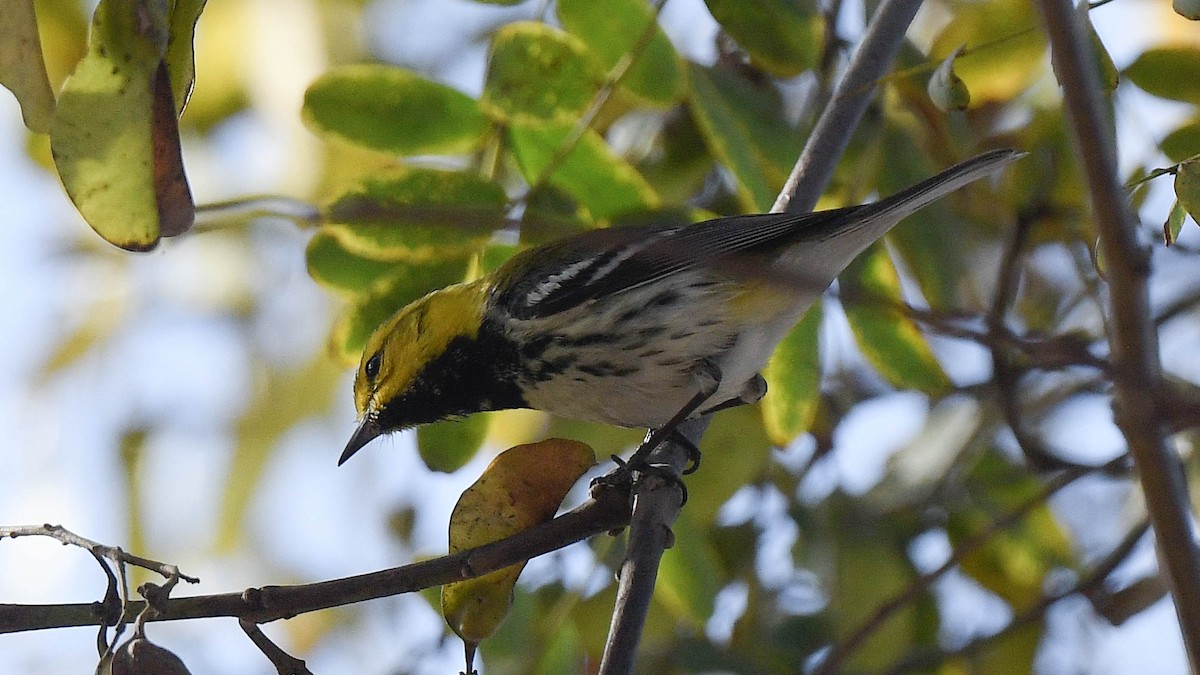 Black-throated Green Warbler - ML647141533