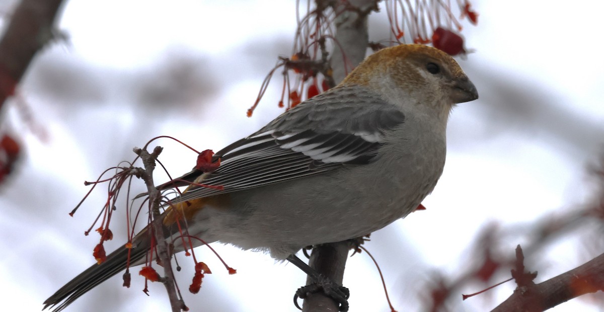 Hakengimpel - ML647141535