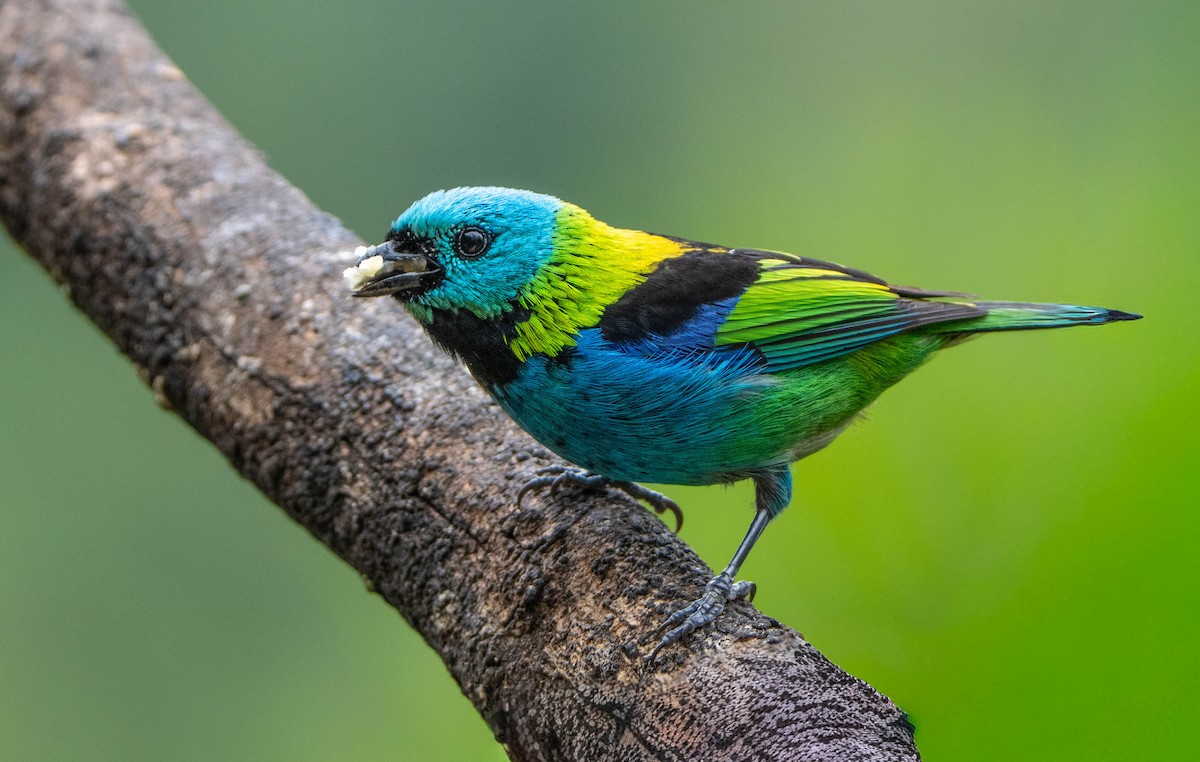 Green-headed Tanager - ML647141537