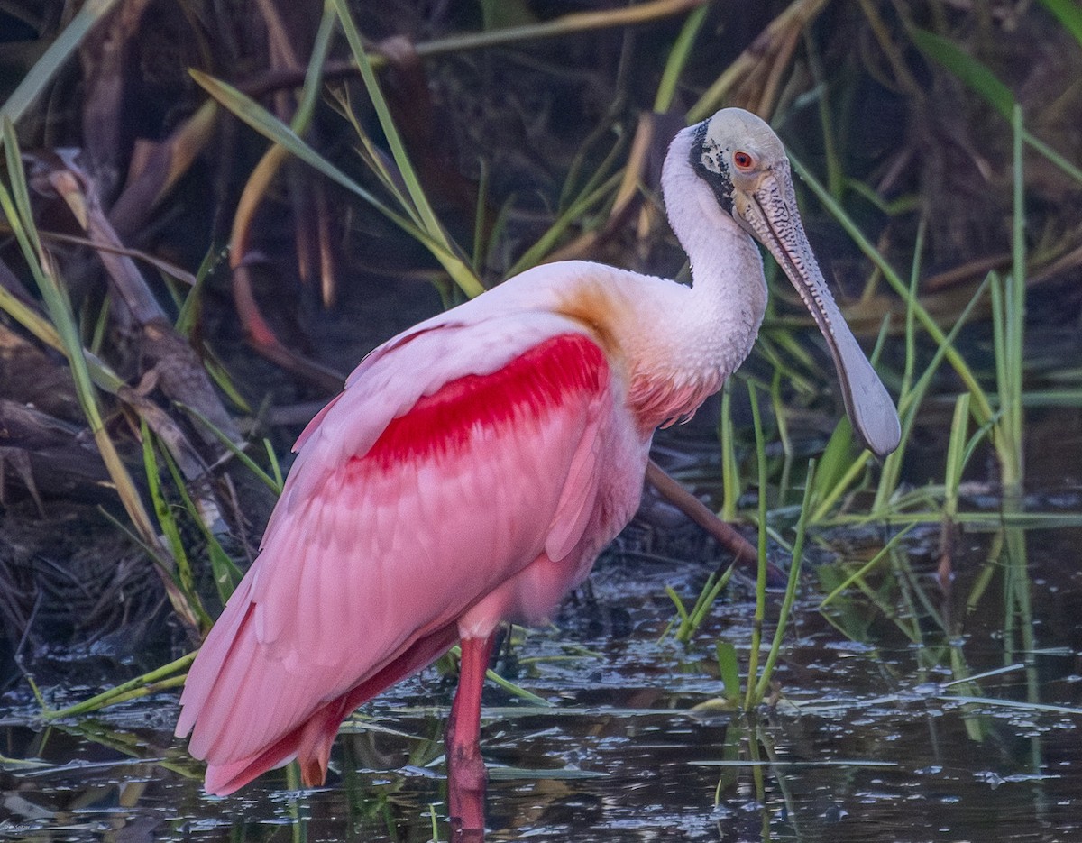 Roseate Spoonbill - ML647141539