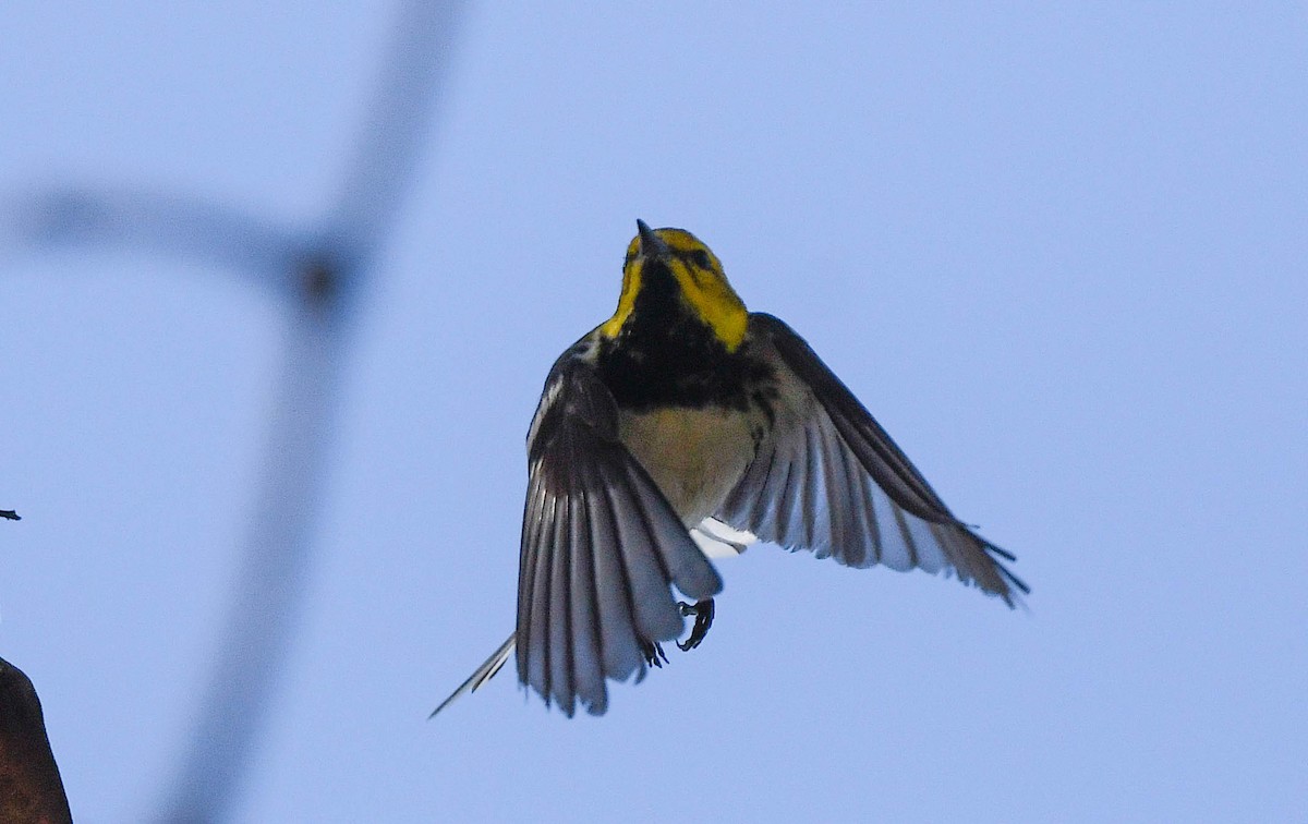Black-throated Green Warbler - ML647141546