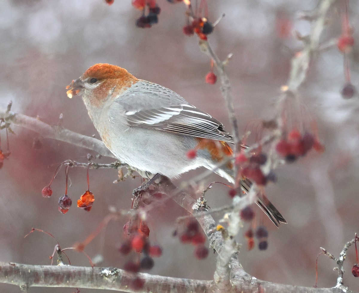 Hakengimpel - ML647141551