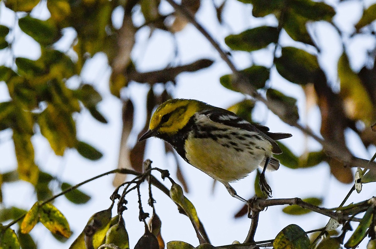 Black-throated Green Warbler - ML647141553