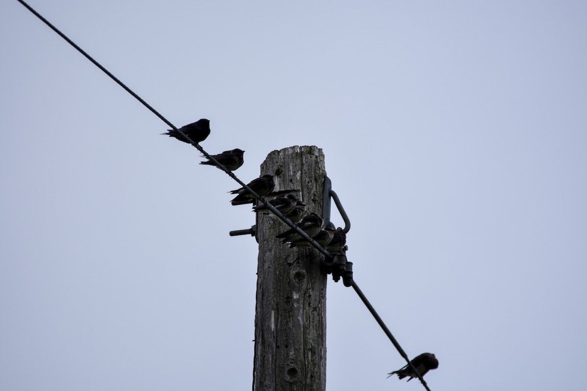 Purple Martin - ML647141554