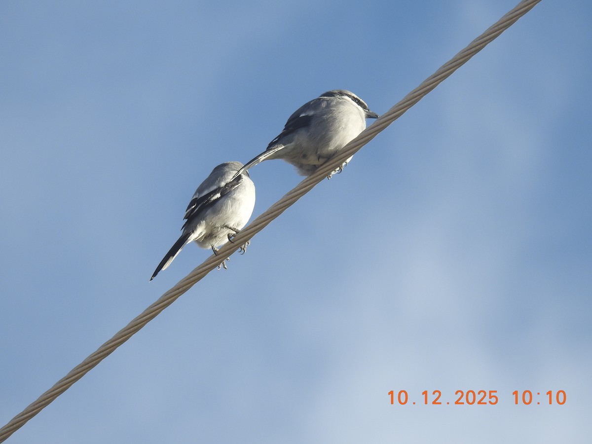 Great Gray Shrike - ML647141555