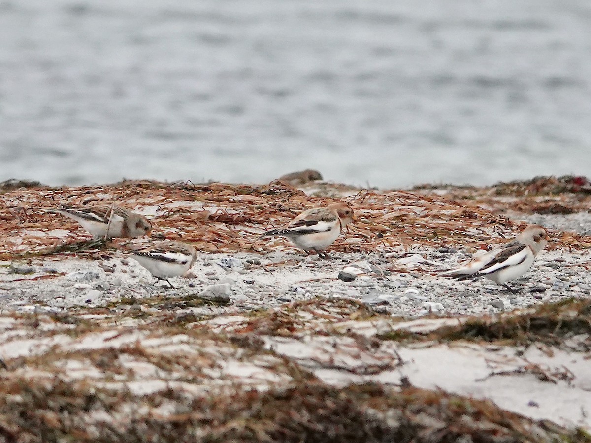 Snow Bunting - ML647141557