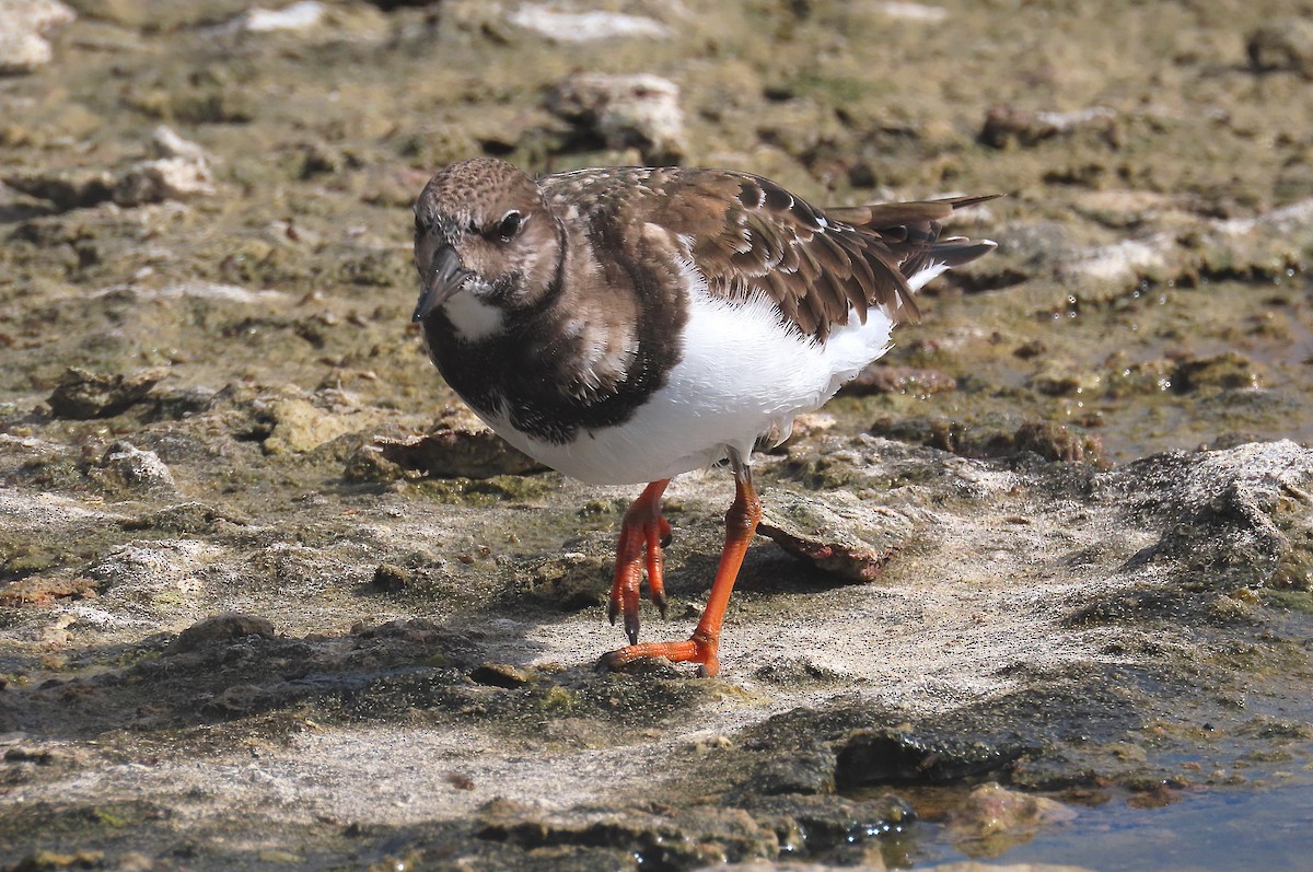 Ruddy Turnstone - ML647141560