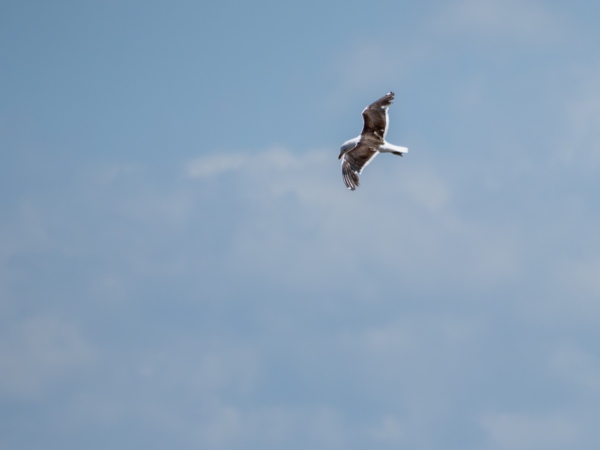 Kelp Gull - ML647141564