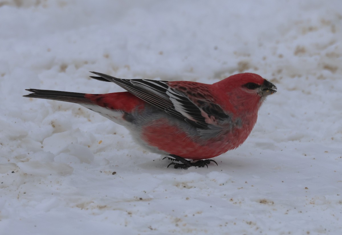 Pine Grosbeak - ML647141565