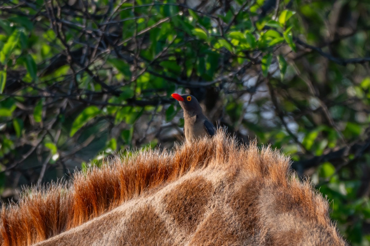 Red-billed Oxpecker - ML647141566