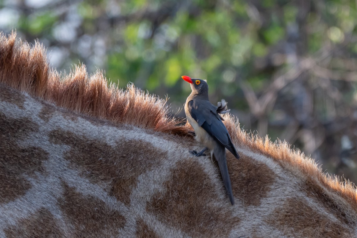 Red-billed Oxpecker - ML647141567