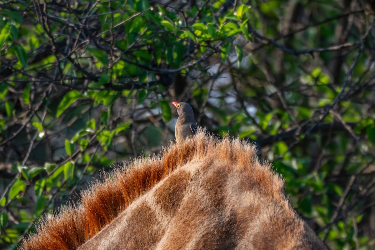 Red-billed Oxpecker - ML647141568