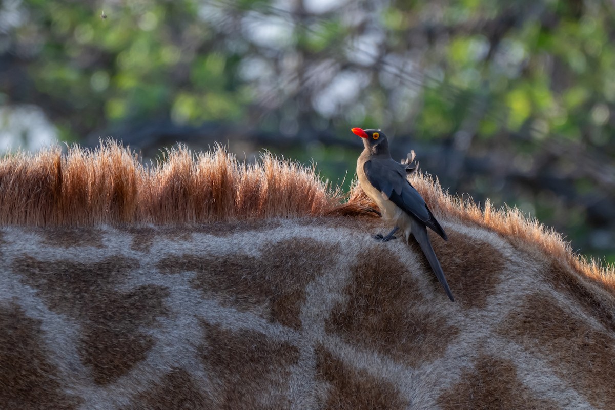 Red-billed Oxpecker - ML647141569