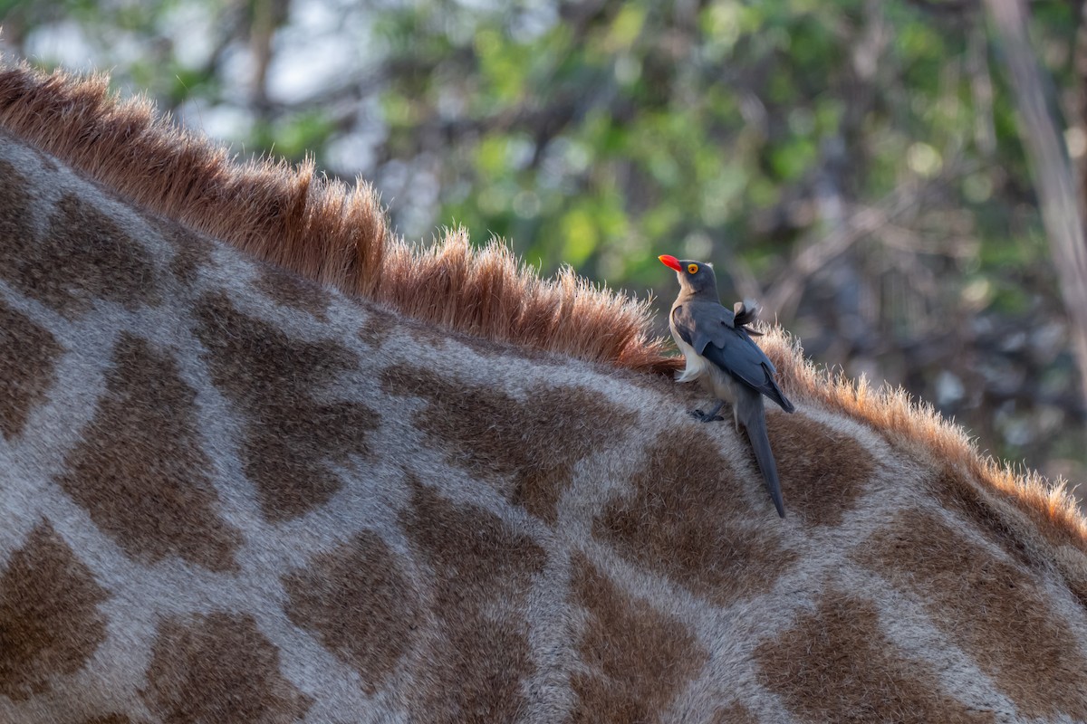 Red-billed Oxpecker - ML647141570