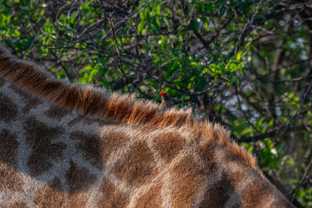 Red-billed Oxpecker - ML647141571