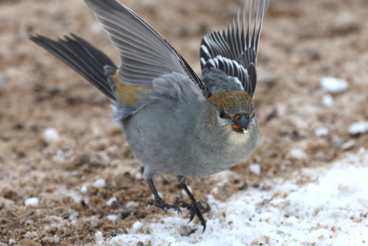 Pine Grosbeak - ML647141573