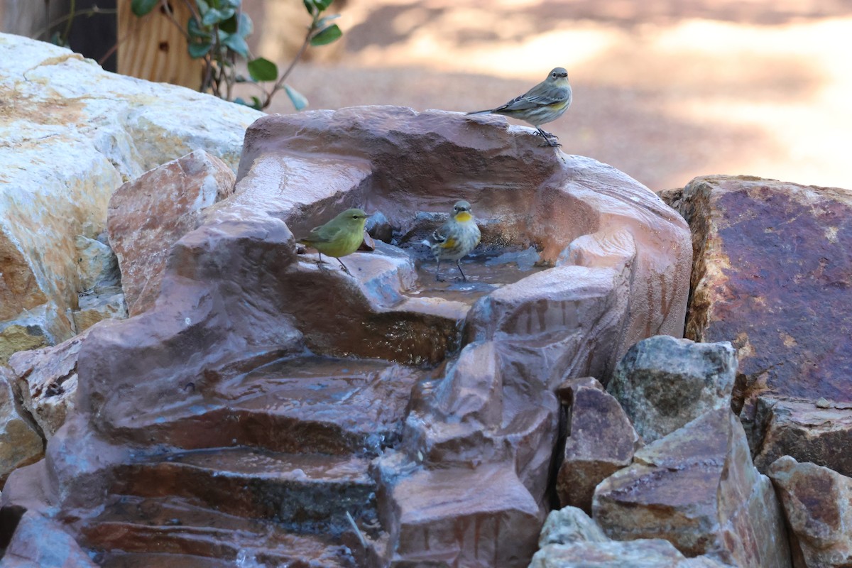 Orange-crowned Warbler - ML647141574