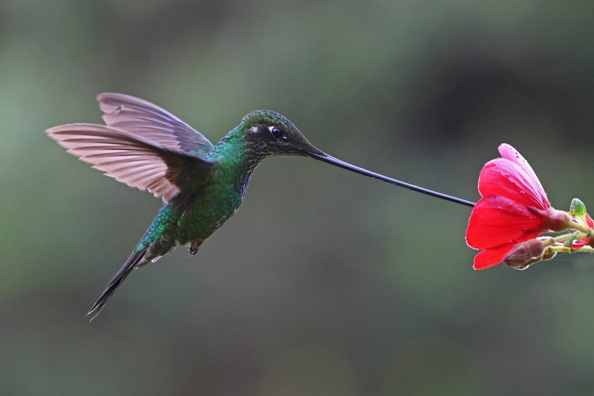 Sword-billed Hummingbird - ML647141575