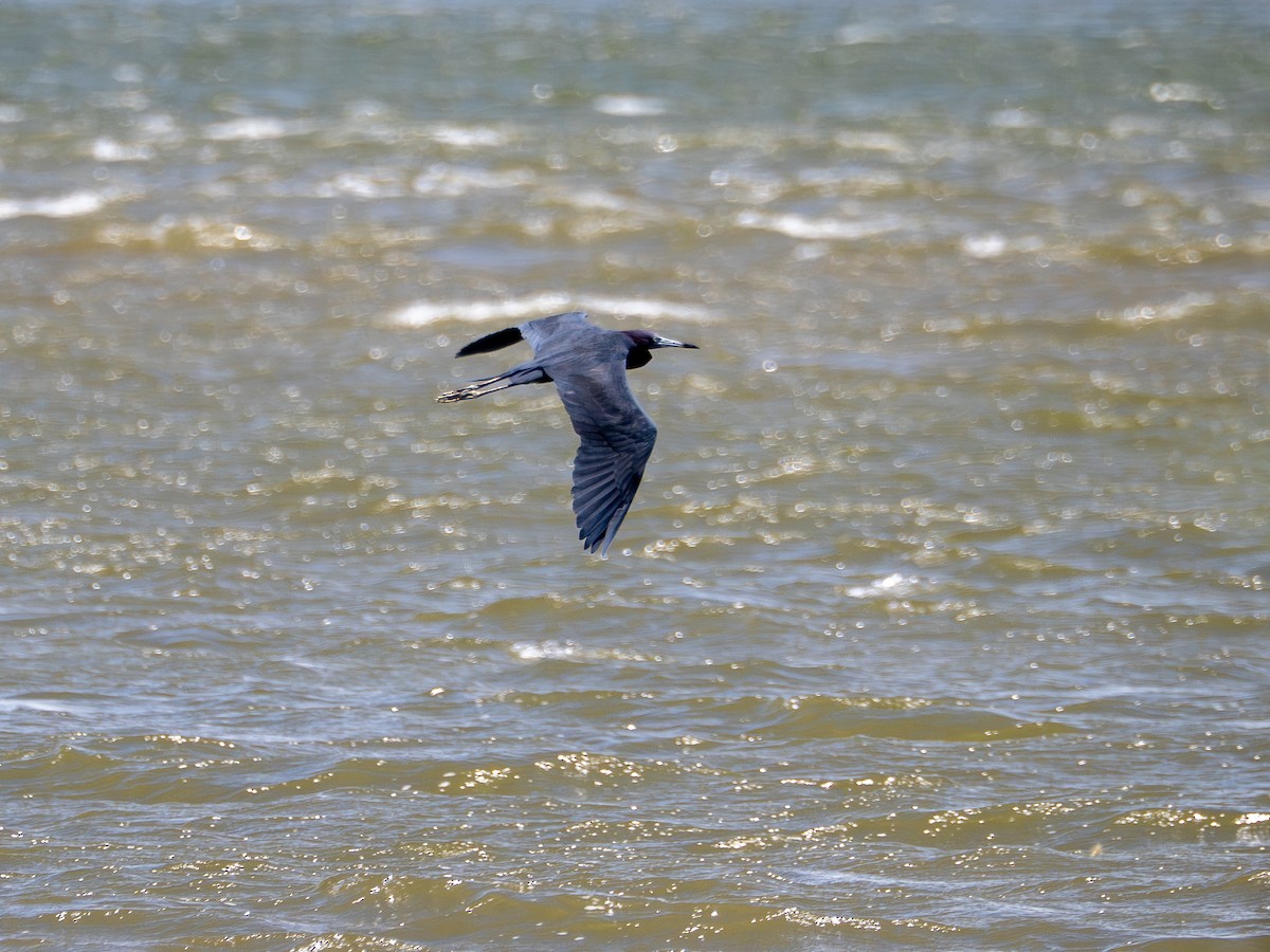 Little Blue Heron - ML647141576