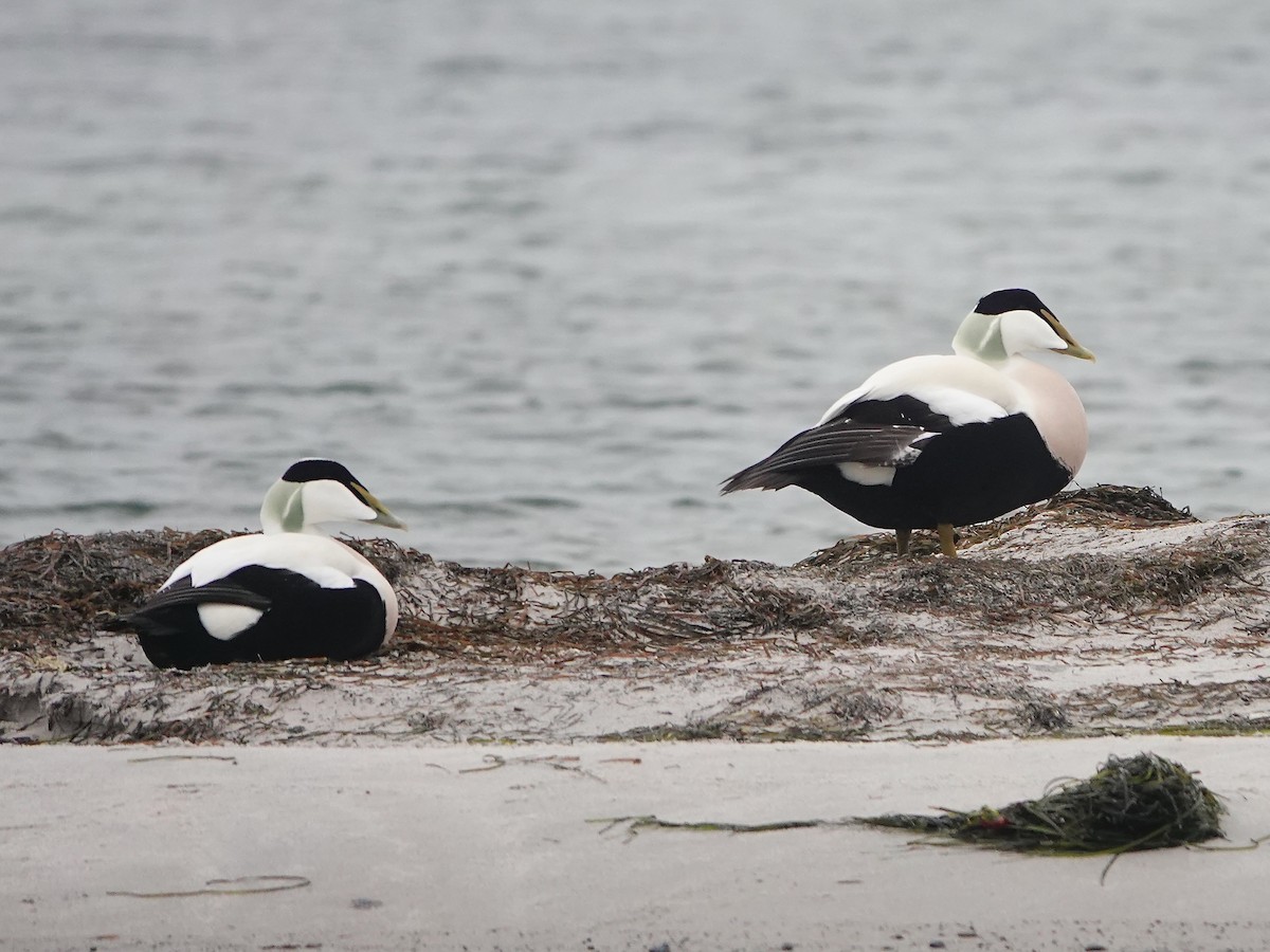 Common Eider - ML647141577