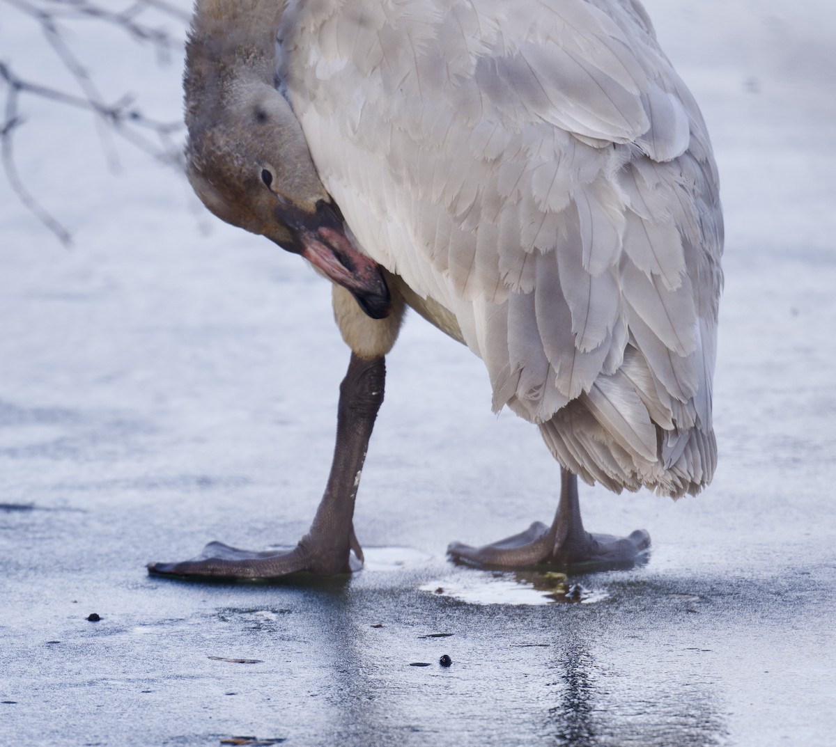 Tundra Swan - ML647141578