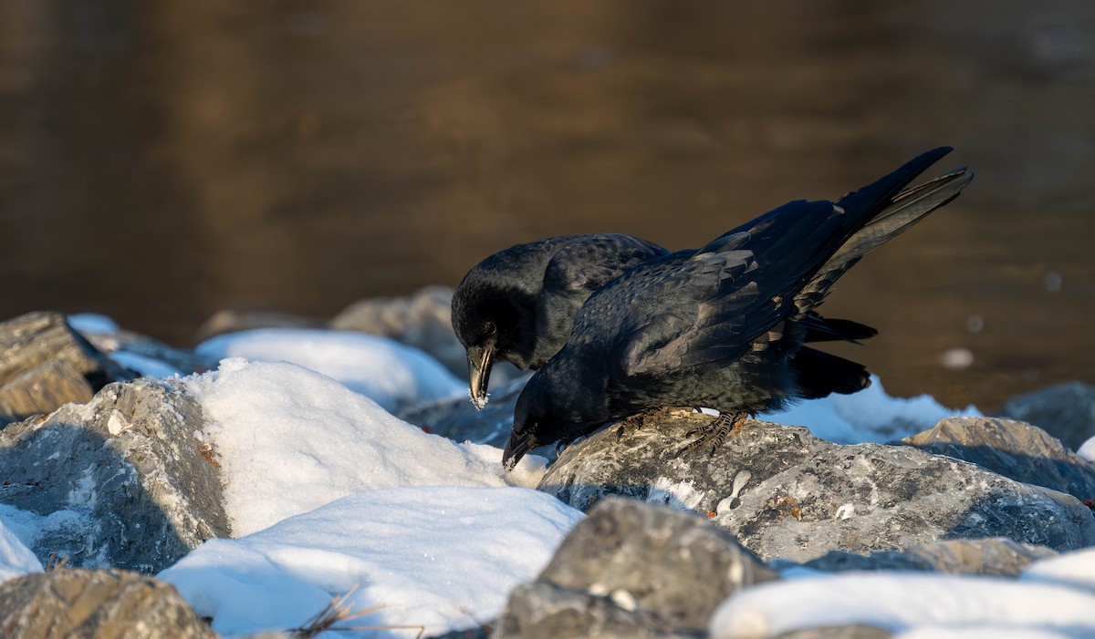 Fish Crow - ML647141579