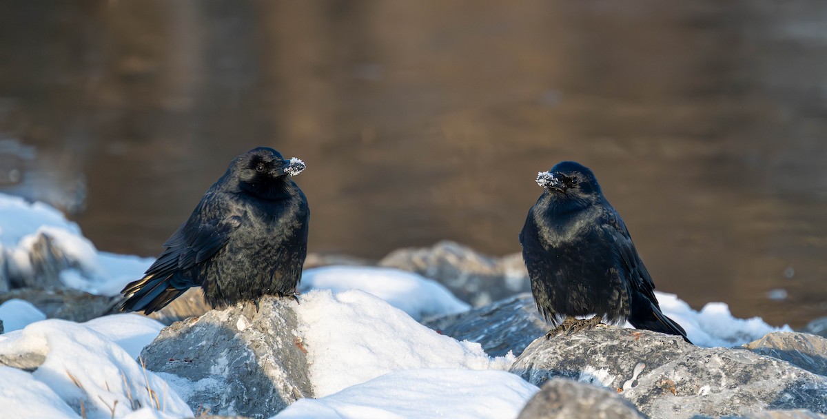 Fish Crow - ML647141580