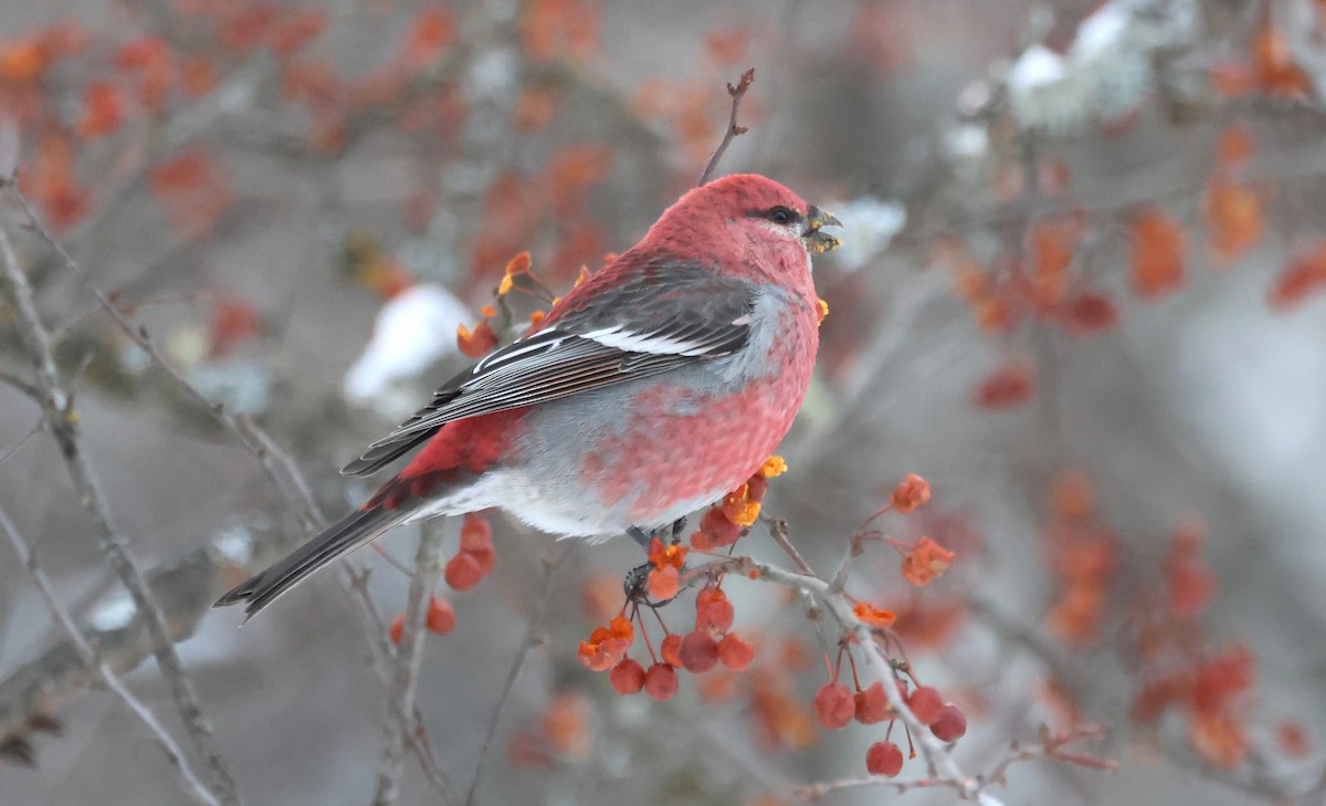 Pine Grosbeak - ML647141581