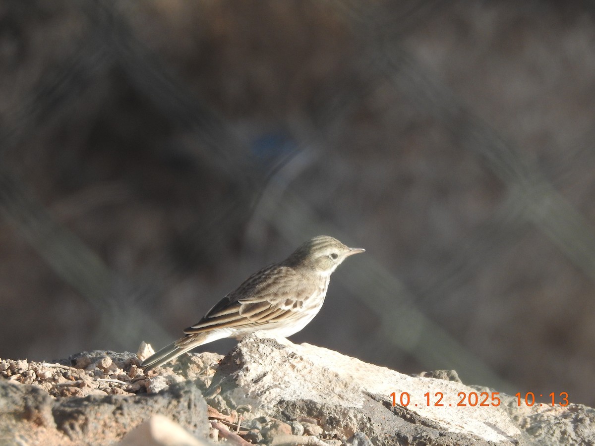 Berthelot's Pipit - ML647141584