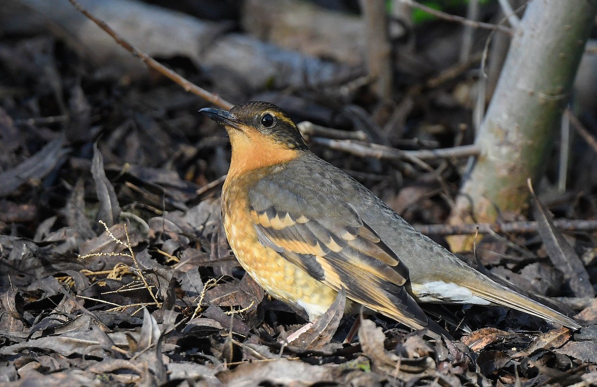 Varied Thrush - ML647141586
