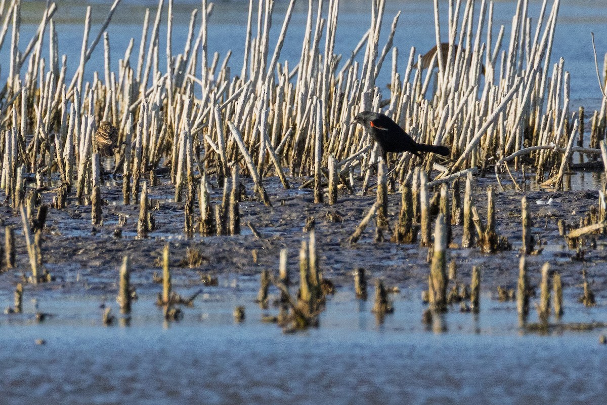 Carouge à épaulettes - ML647141592