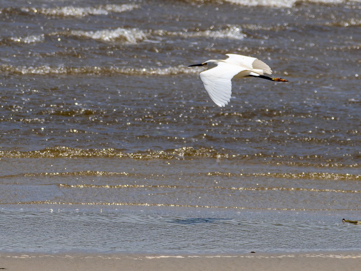 Snowy Egret - ML647141593