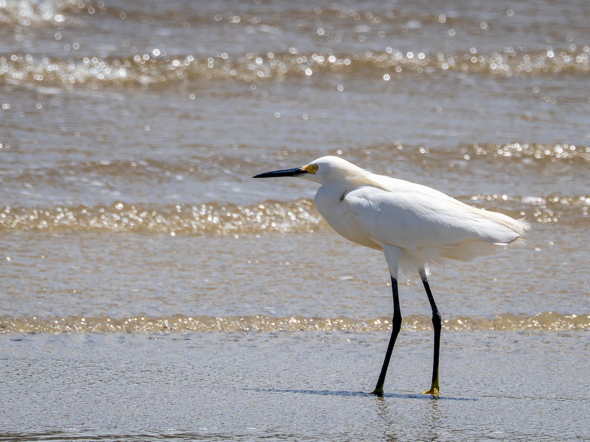 Snowy Egret - ML647141594