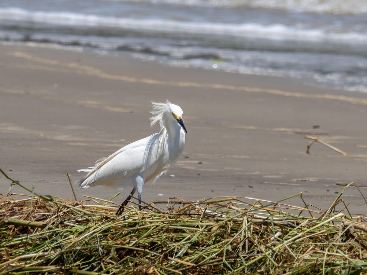Snowy Egret - ML647141595