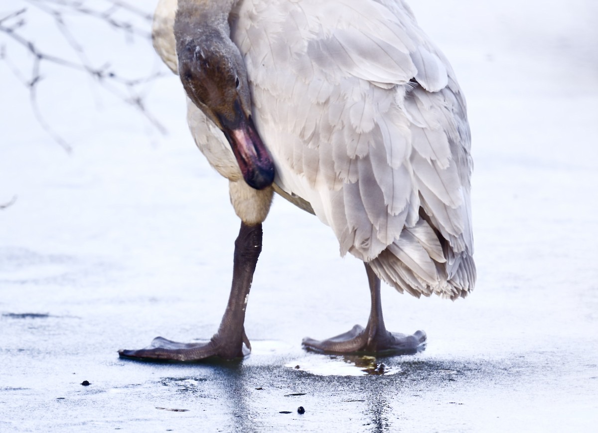 Tundra Swan - ML647141596