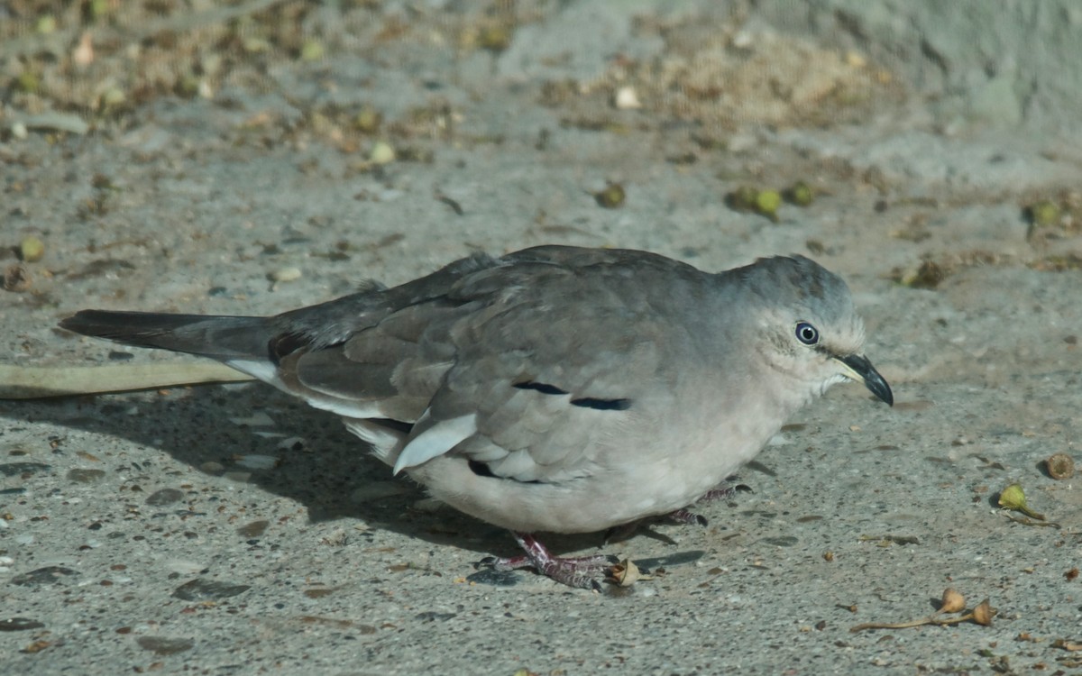 Picui Ground Dove - ML647141601