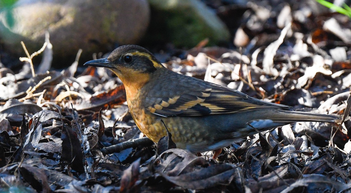 Varied Thrush - ML647141608