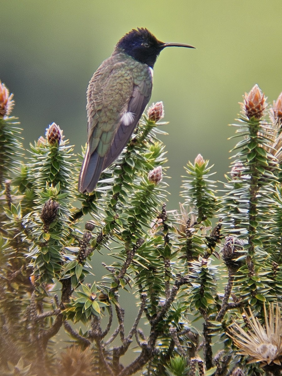 Ecuadorian Hillstar - ML647141620