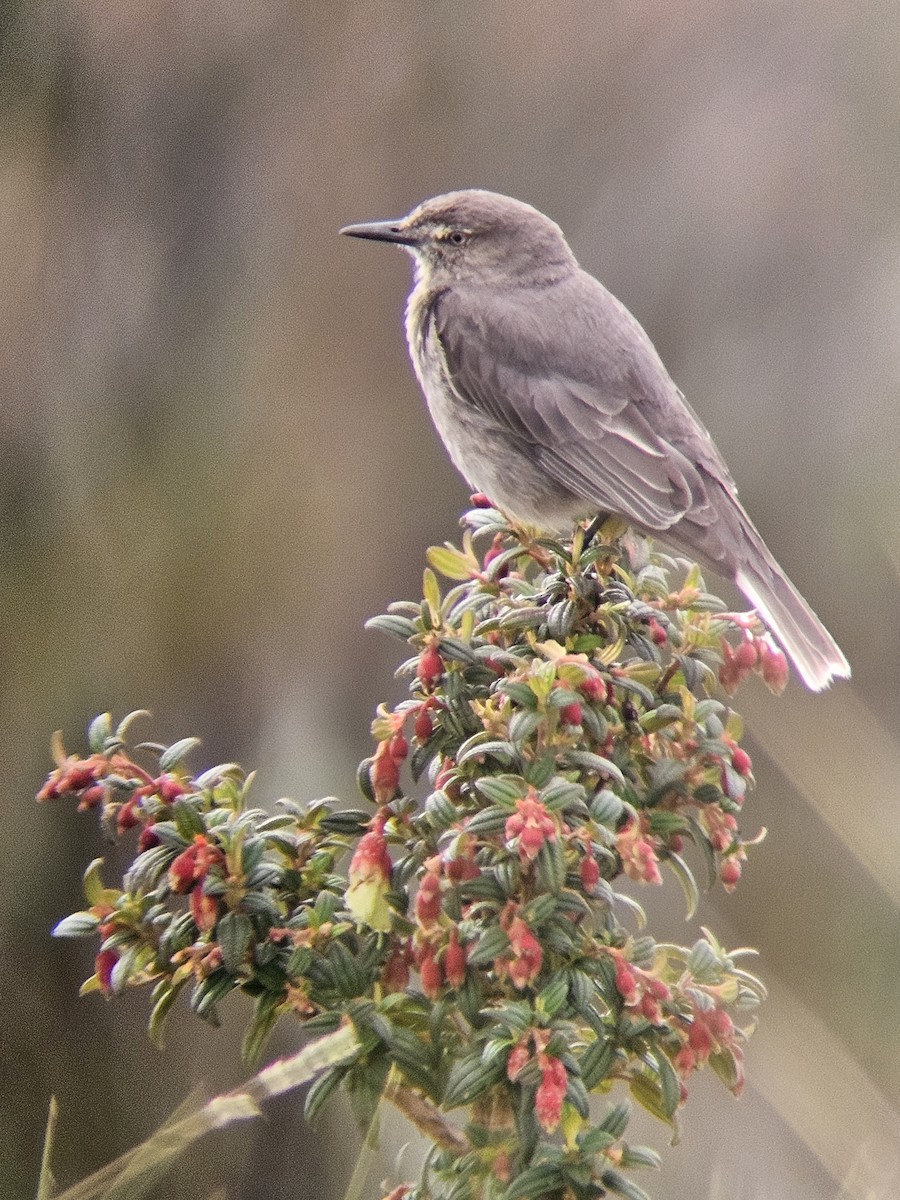 Black-billed Shrike-Tyrant - ML647141626