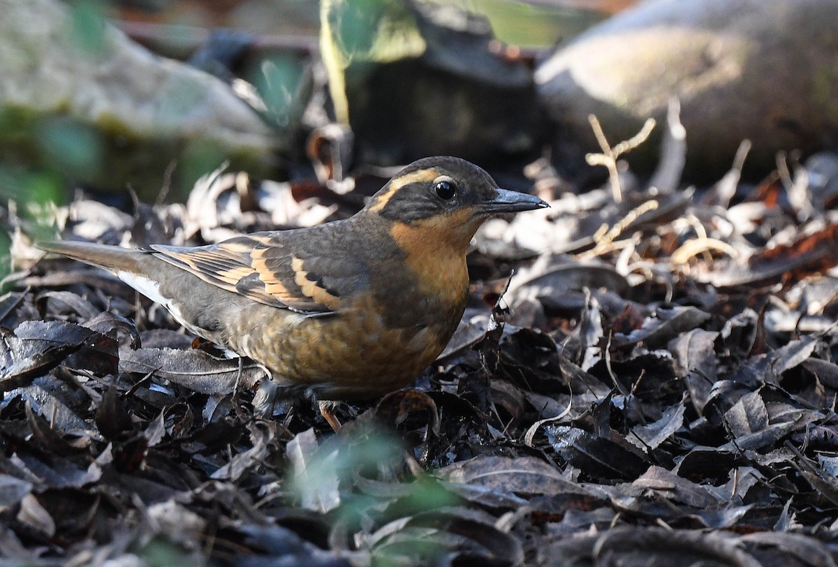 Varied Thrush - ML647141628